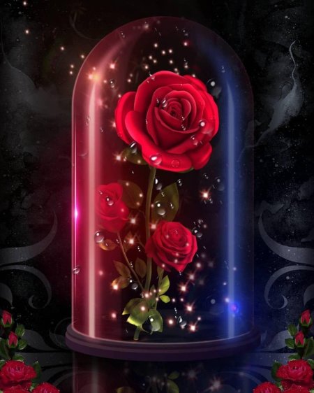 Роза под куполом красавица и чудовище
