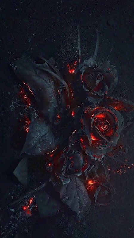 Роза черная