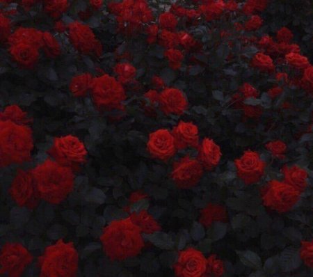 Куст красных роз