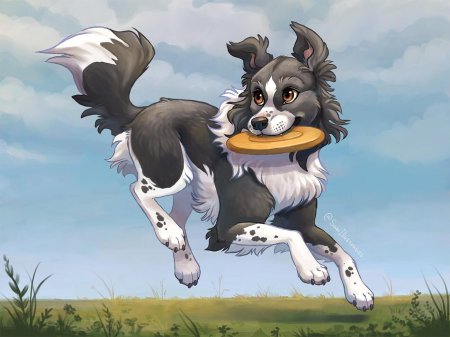 Бордер колли