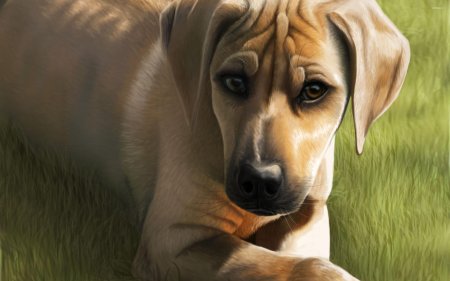 Риджбек лабрадор