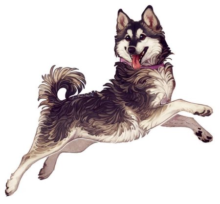 Маламут аляскинский