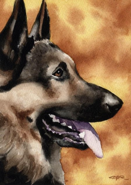 Восточноевропейская овчарка акварель