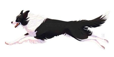 Бордер колли