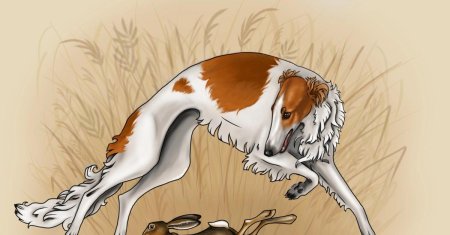 Русская гончая борзая референс