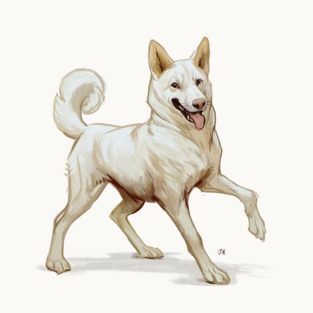 Ханаанская лайка