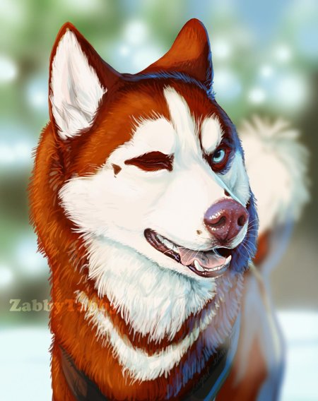 Рыжая хаски