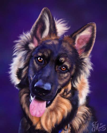 Немецкая овчарка арт