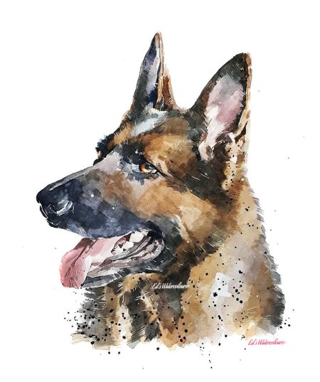 Немецкая овчарка акварелью