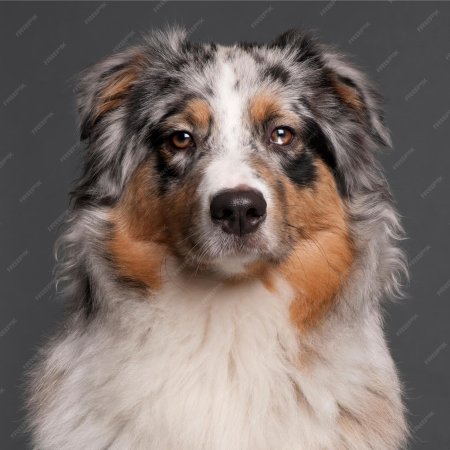 Овчарка аусси мерль