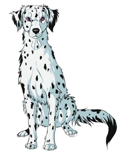 Длинношерстный далматин