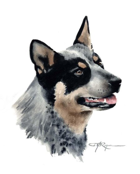 Австралийская пастушья собака