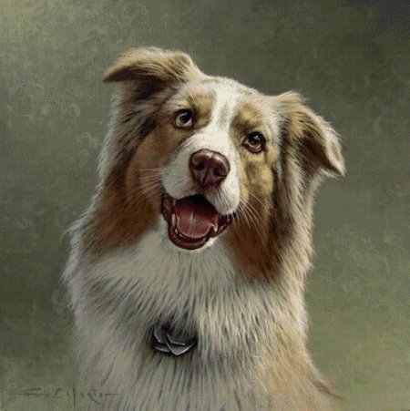 Австралийская овчарка портрет