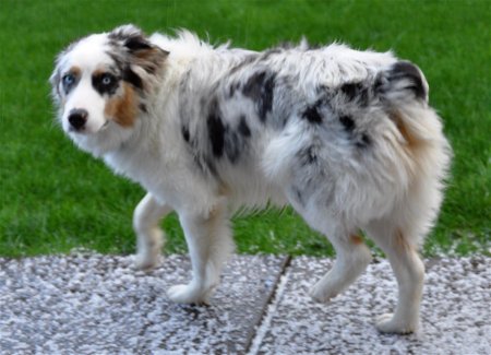 Овчарка аусси мерль