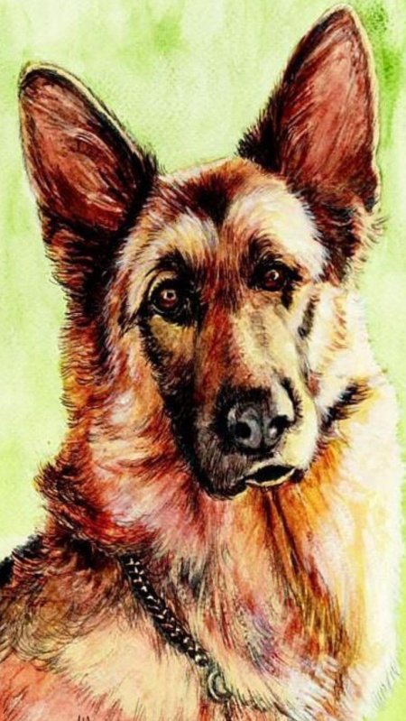 Немецкая овчарка арт