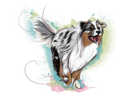 Австралийская овчарка арт