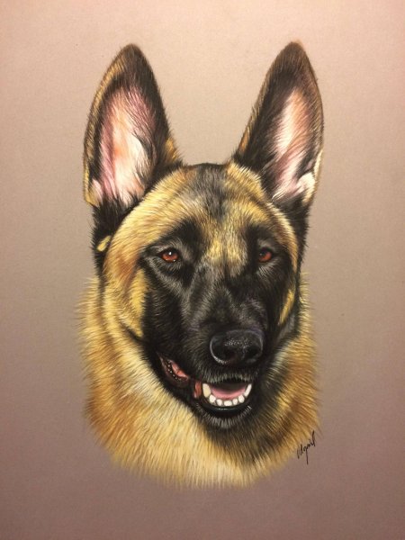 Немецкая овчарка мухтар арт