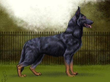 Немецкая овчарка черная