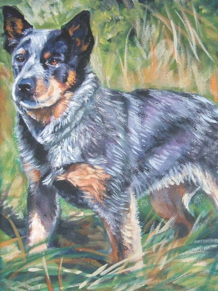 Австралийский хилер кобель