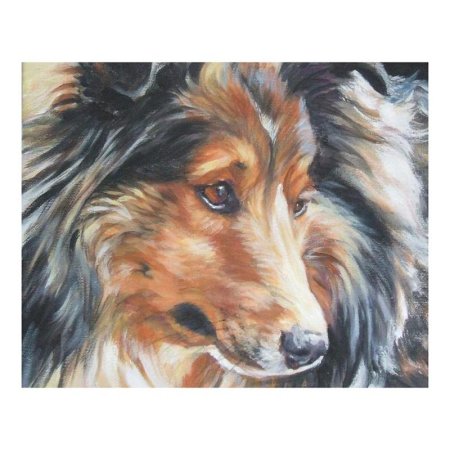 Шетландская овчарка шелти