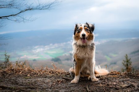 Австралийская овчарка сидит