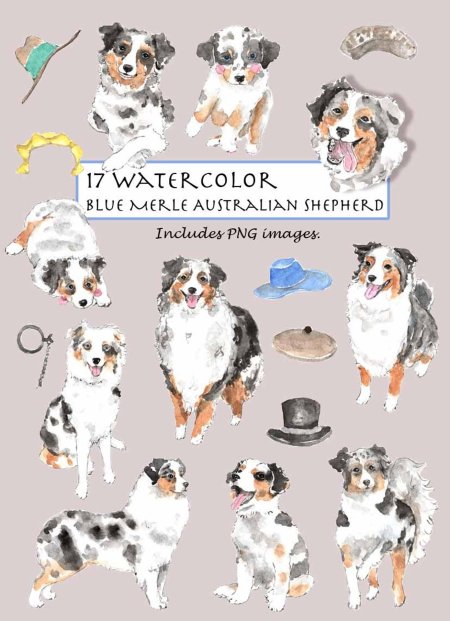 Австралийская овчарка блю мерль