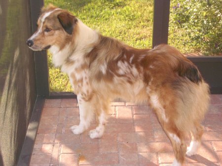 Метис аусси