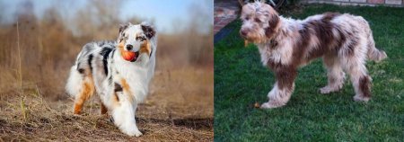 Метис аусси