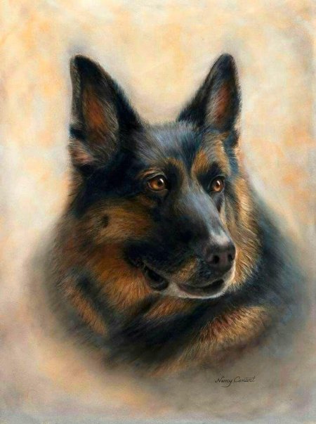 Немецкая овчарка пастелью