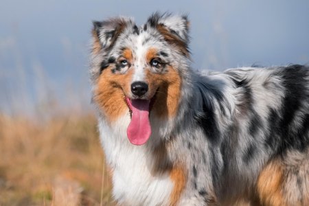 Австралийская овчарка