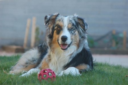 Австралийская овчарка порода собак