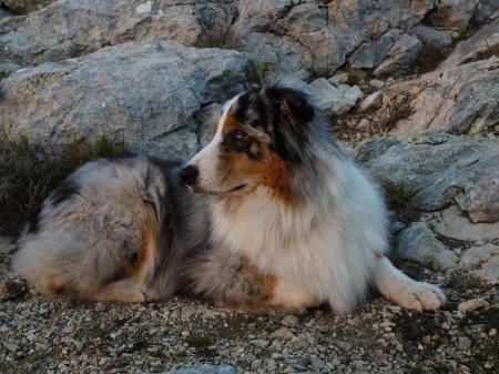 Шотландская овчарка колли