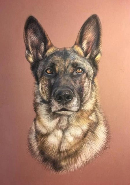 Восточноевропейская овчарка арт