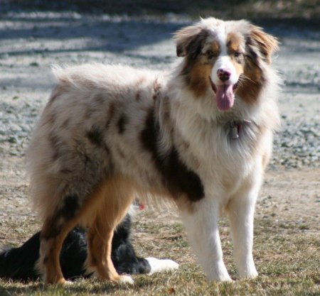 Австралийская овчарка аусси красный мрамор