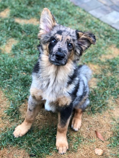 Немецкая овчарка щенки