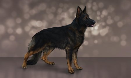 Немецкая овчарка референс