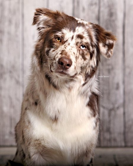 Австралийская овчарка мерль