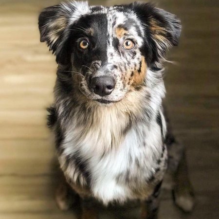 Пастушья собака бордер колли