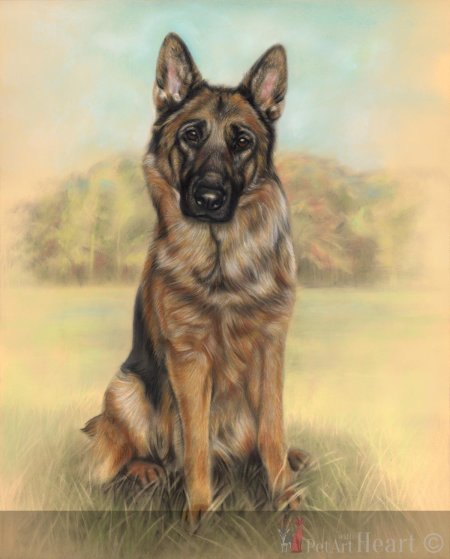 Немецкая овчарка шеферд мухтар