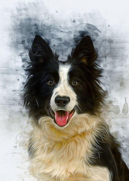 Портрет бордер колли