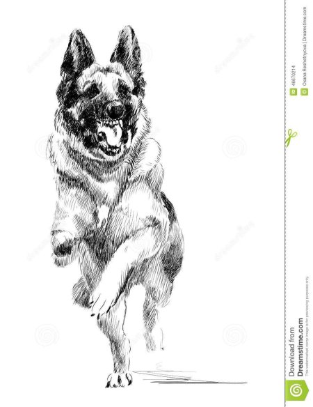 Восточноевропейская овчарка рисунок