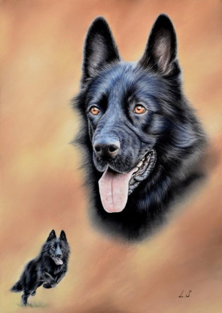 Черная немецкая овчарка