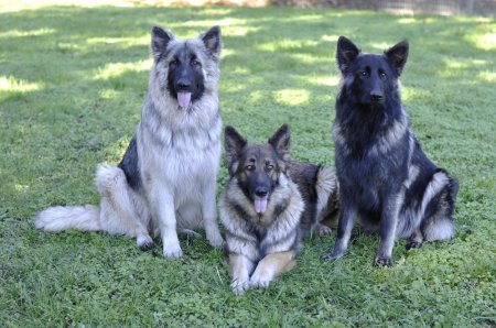 Голубая немецкая овчарка