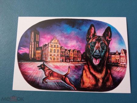 Бельгийская овчарка малинуа