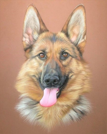 Немецкая овчарка мухтар арт