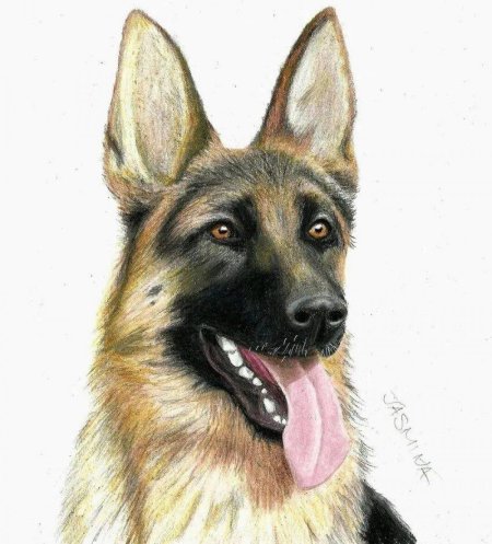 Собака немецкая овчарка мухтар