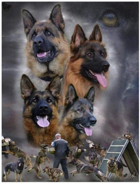 Порода немецкая овчарка