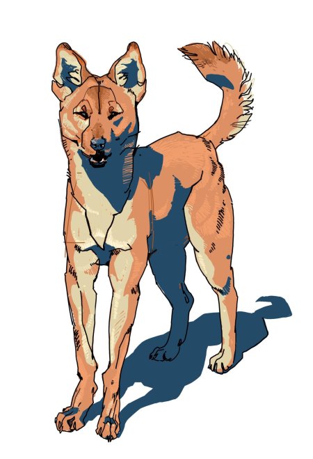 Собака динго арт