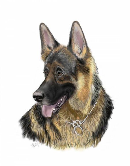 Рисунки овчарки