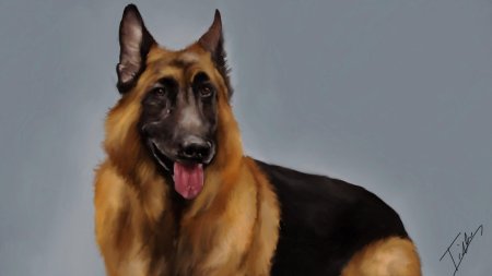 Немецкая овчарка длинношерстная лохмач